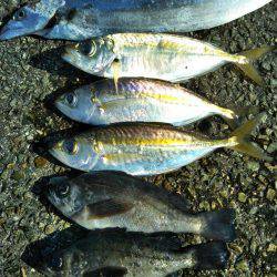 サビキ→ヤエン