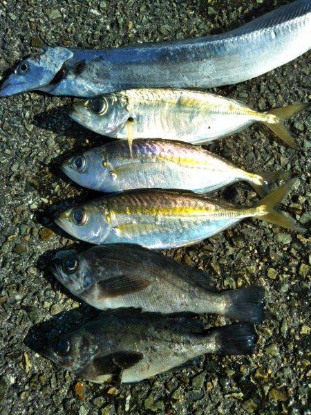 サビキ→ヤエン