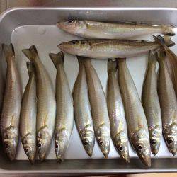 播磨新島でキス狙い