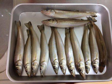 播磨新島でキス狙い