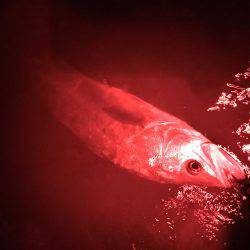 良型シーバス♪