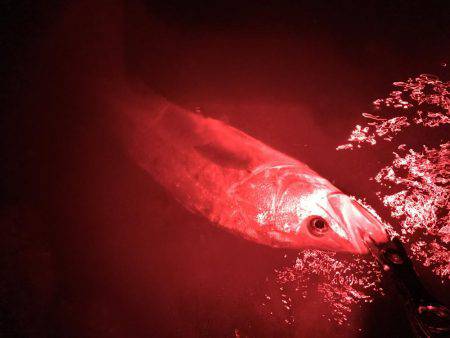 良型シーバス♪