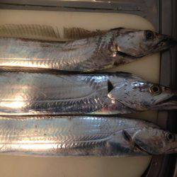 タチウオまずまず