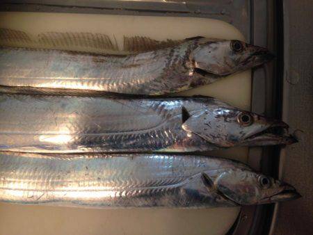 タチウオまずまず