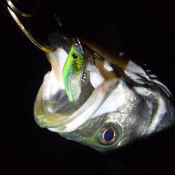 ハイシーズン♪