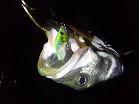 ハイシーズン♪