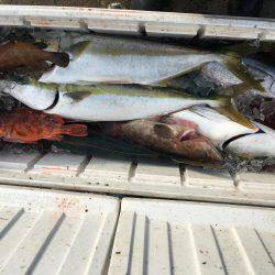 祈願のヒラマサ