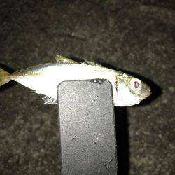 エギング&アジング