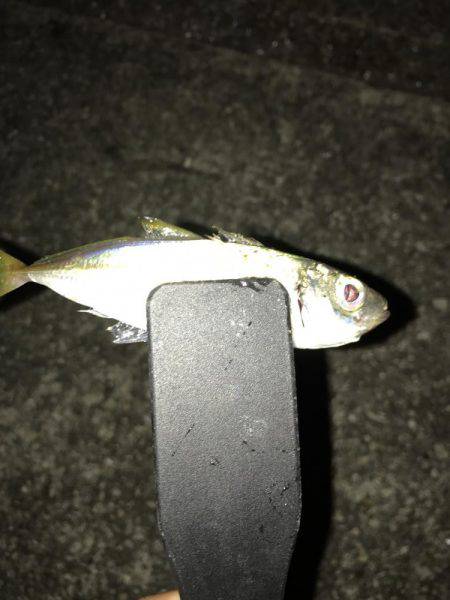 エギング&アジング