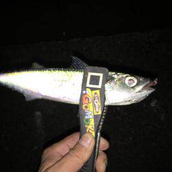 月夜のアジング