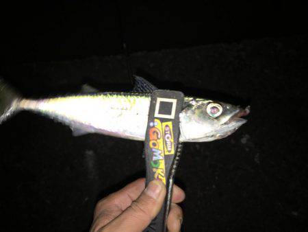 月夜のアジング