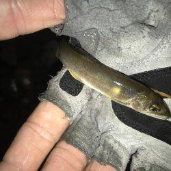 落ち鮎ウグイ笑