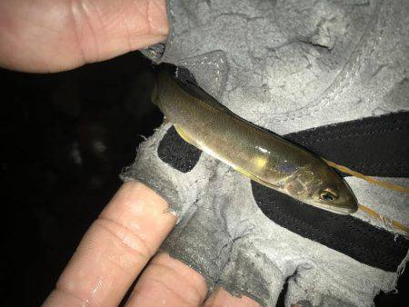 落ち鮎ウグイ笑