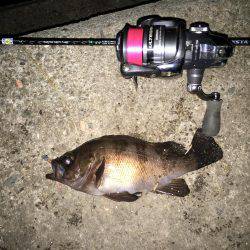 連日連夜絶好調（＾ω＾）