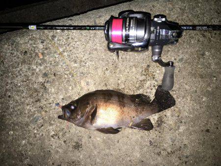 連日連夜絶好調（＾ω＾）