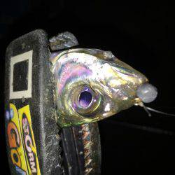 まだまだ太刀魚