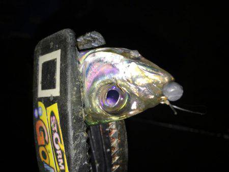 まだまだ太刀魚