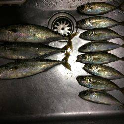 今日もせっせとアジング