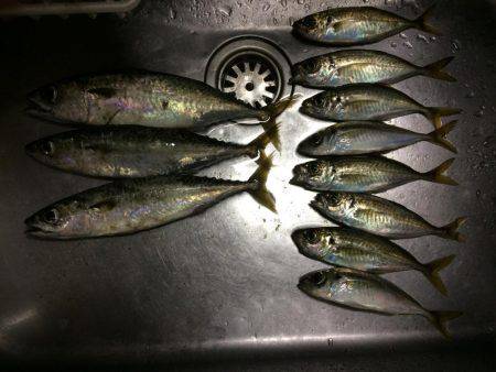 今日もせっせとアジング