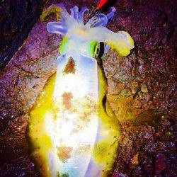 なかなかのシブさ