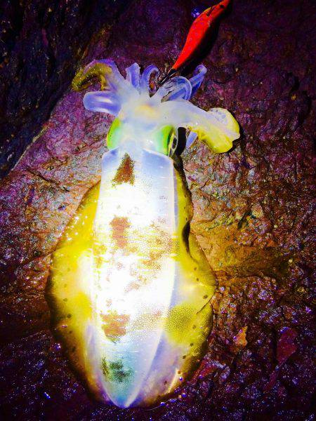 なかなかのシブさ