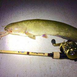 ナマズタックルでシーバス…