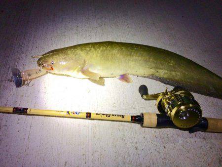 ナマズタックルでシーバス…