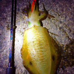 久々のポイントで…