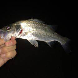 アジ調査のはずが