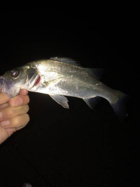 アジ調査のはずが