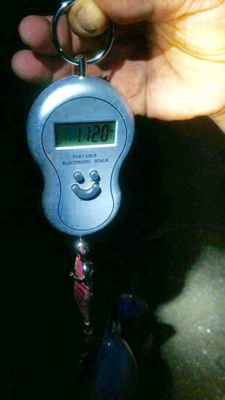 久々のエギング