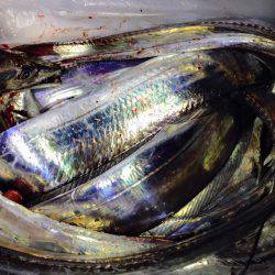 タチウオの群れ再び