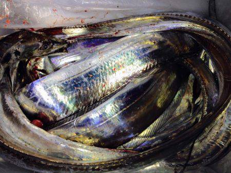 タチウオの群れ再び