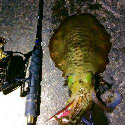 雨の前のエギング