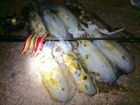 ナイトは単発の拾い釣り