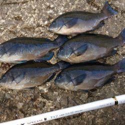 久々のグレ釣り！