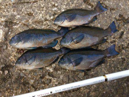 久々のグレ釣り！