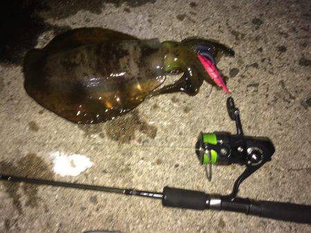 エギング釣果