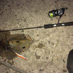 アジング釣果+オマケ