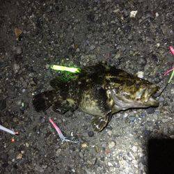 太刀魚時合い無し激渋