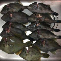 マイボートでハゲ釣り