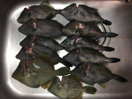 マイボートでハゲ釣り