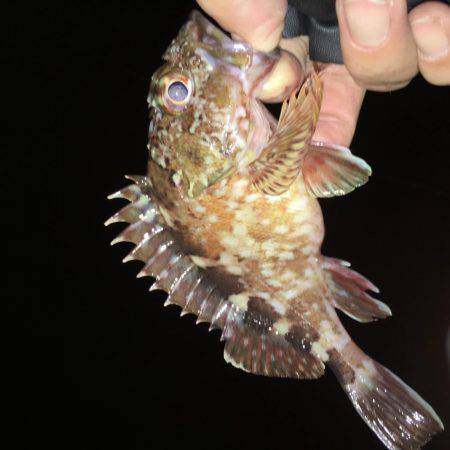 阪神間ランガン釣行