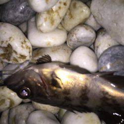 メバチャン調査