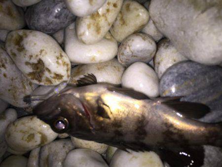 メバチャン調査