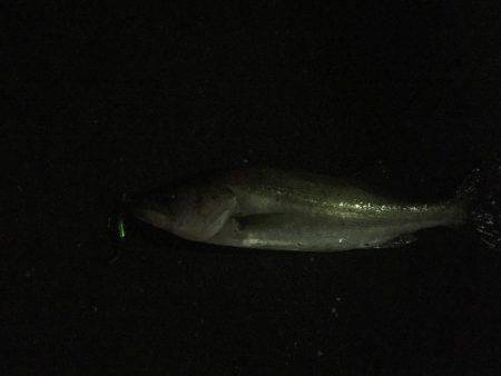 人生初シーバス！