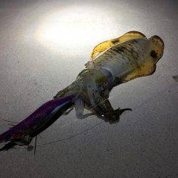 アオリキロアップGET