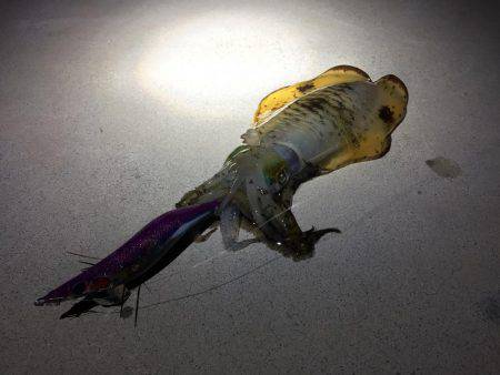 アオリキロアップGET