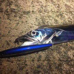 エギングのちタチウオ