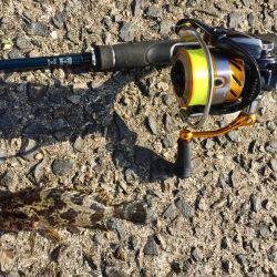 タケノコメバリング